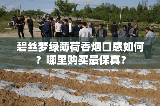 碧丝梦绿薄荷香烟口感如何？哪里购买最保真？